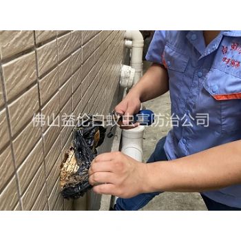 顺德建筑灭治白蚁工程